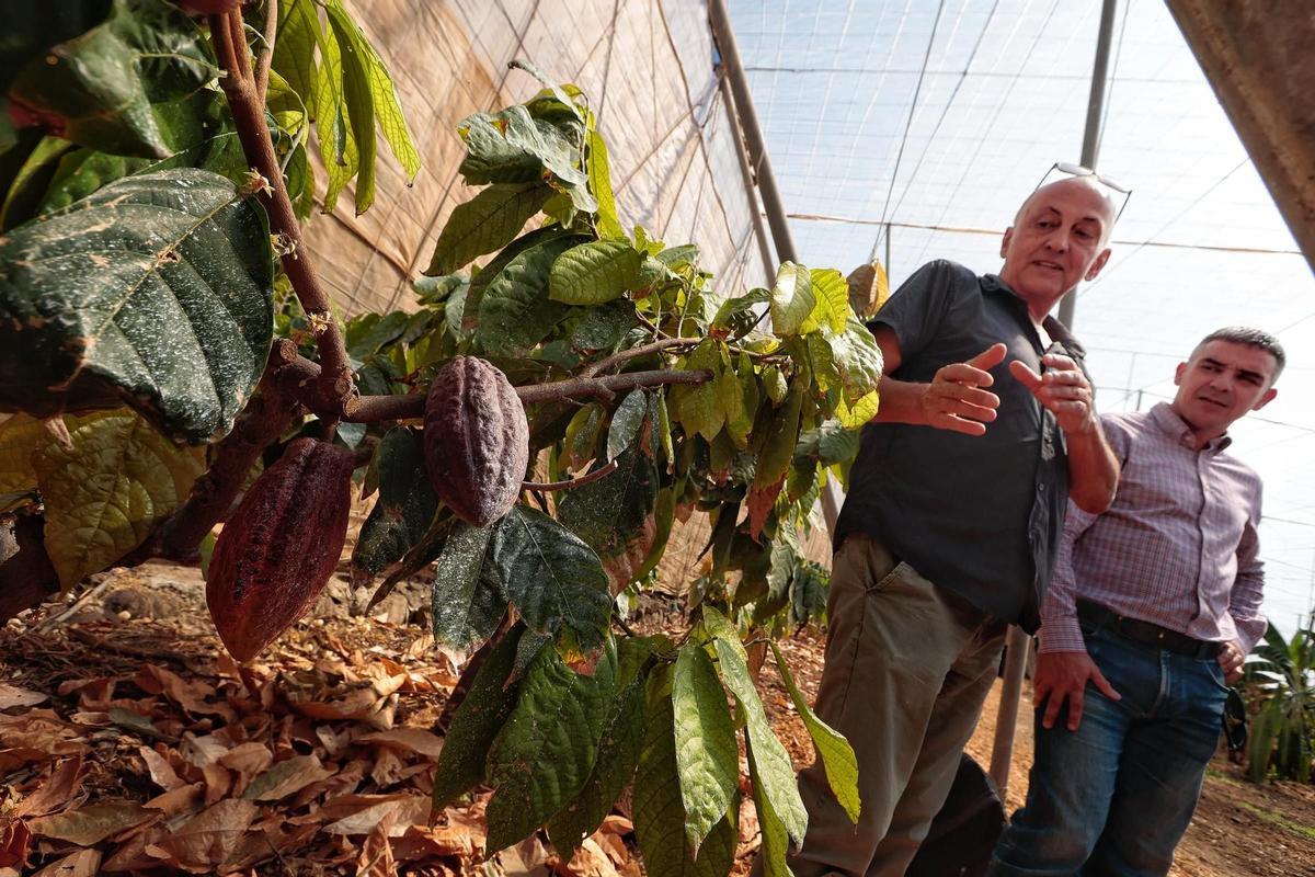 Parcelas destinadas al cultivo de café y cacao de la Finca Los Pajalillos.