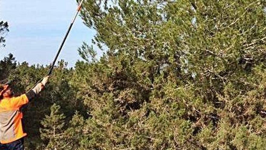 Un bosque de Formentera afectado por la plaga de este lepidóptero defoliador.