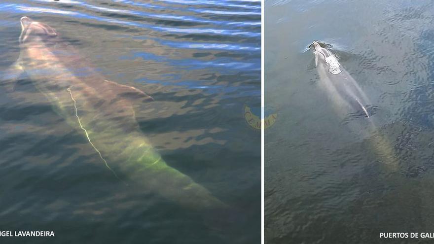 El delfín Manoliño consigue desprenderse del arpón que tenía clavado en su costado