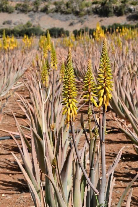 Finca de aloe vera en Fataga.