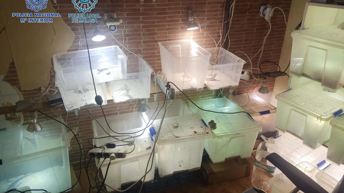 Imagen de una habitación habilitada como criadero de reptiles