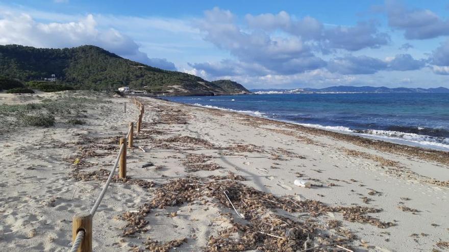 La fauna silvestre conquista Ibiza