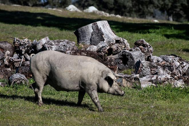 Dehesa extremeña, cerdos