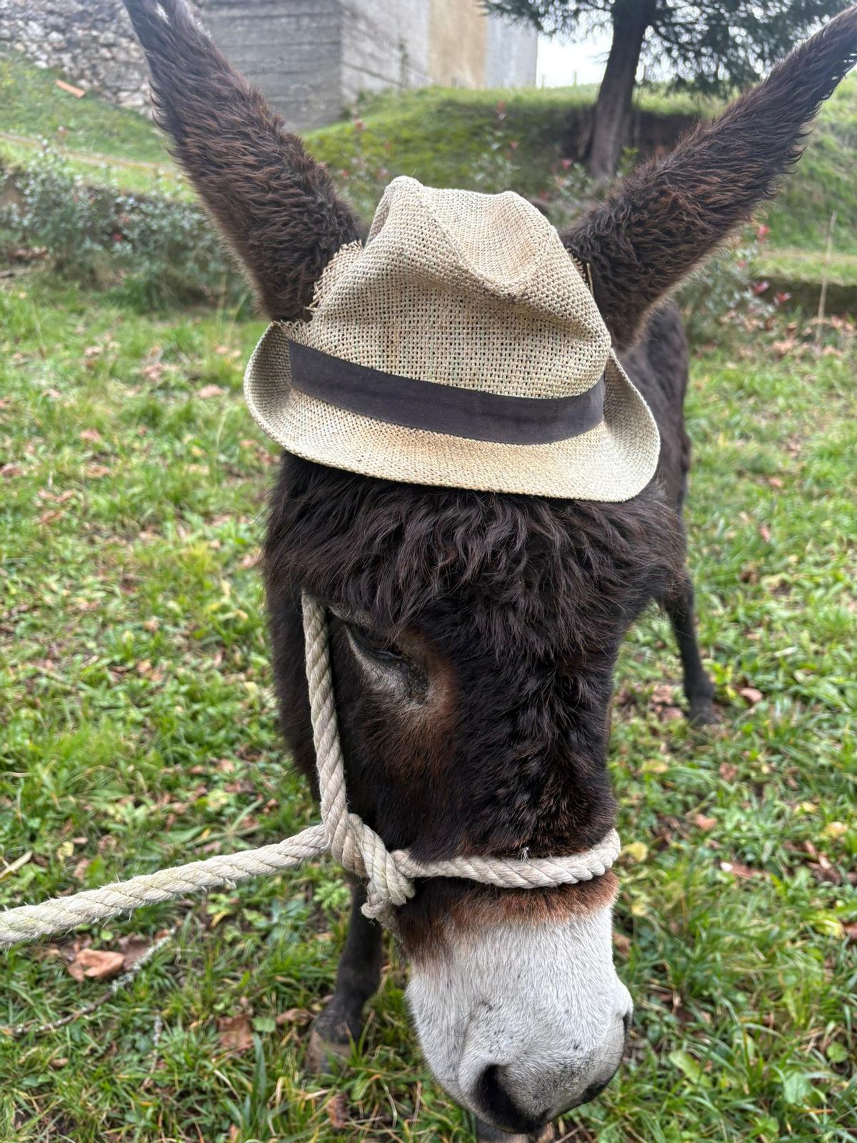 Güexes (Parres) recupera la fiesta de San Antón