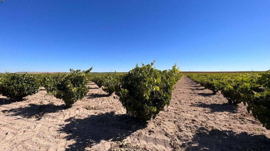 Viñedos en pleno envero en una parcela de la Denominación de Origen Toro. | Cedida