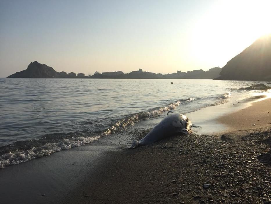 Un delfín aparece muerto en la Playa Amarilla de Águilas