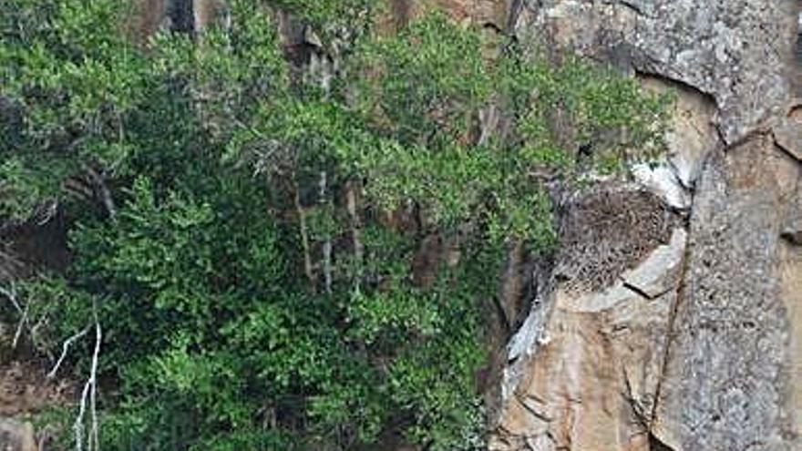 Una pareja de cigüeña negra en un nido de Arribes del Duero.