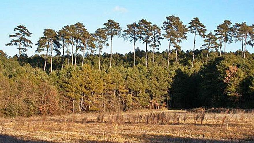 El Solsonès inicia un projecte per a  la conservació dels boscos de la zona