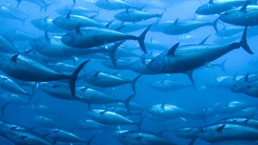 El canvi climàtic asfixia els oceans i amenaça les espècies marítimes