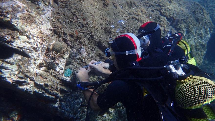 Les esponges marines moren massivament al cap de Creus i al Mediterrani per les onades de calor