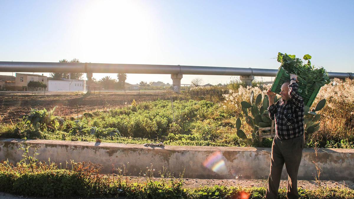 Bancales de la huerta tradicional de Orihuela regada por el río Segura y al fondo el sifón del trasvase -los tubos- que trasladan el agua del Tajo al