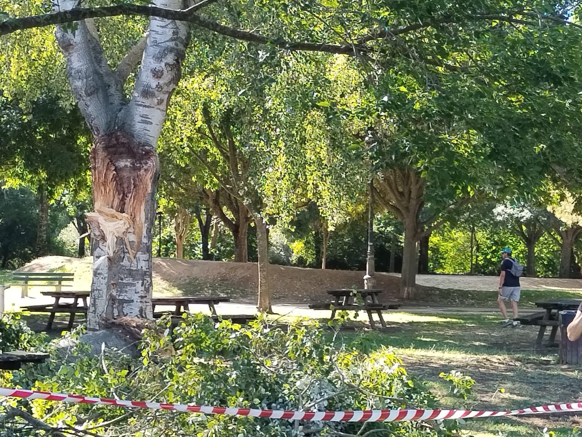 Fotogalería | Nueva caída de ramas en La Isla de Plasencia