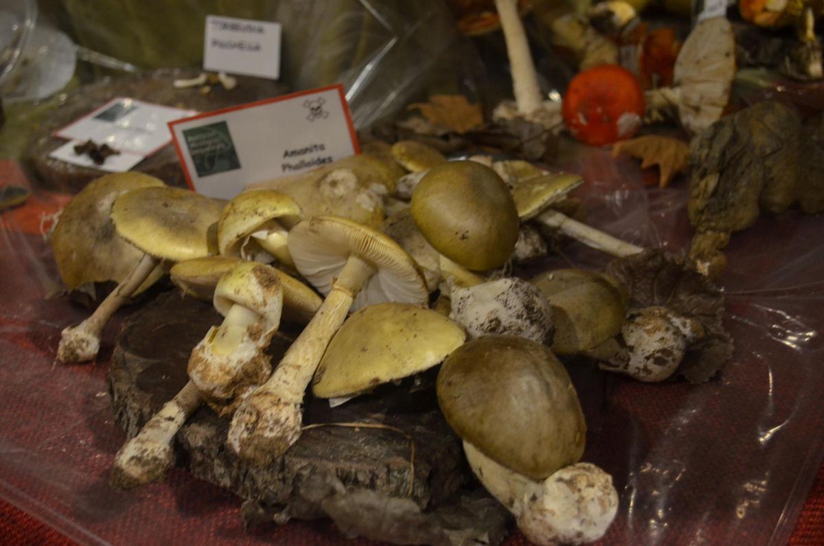 La Exposición Micológica de Benavente, en imágenes
