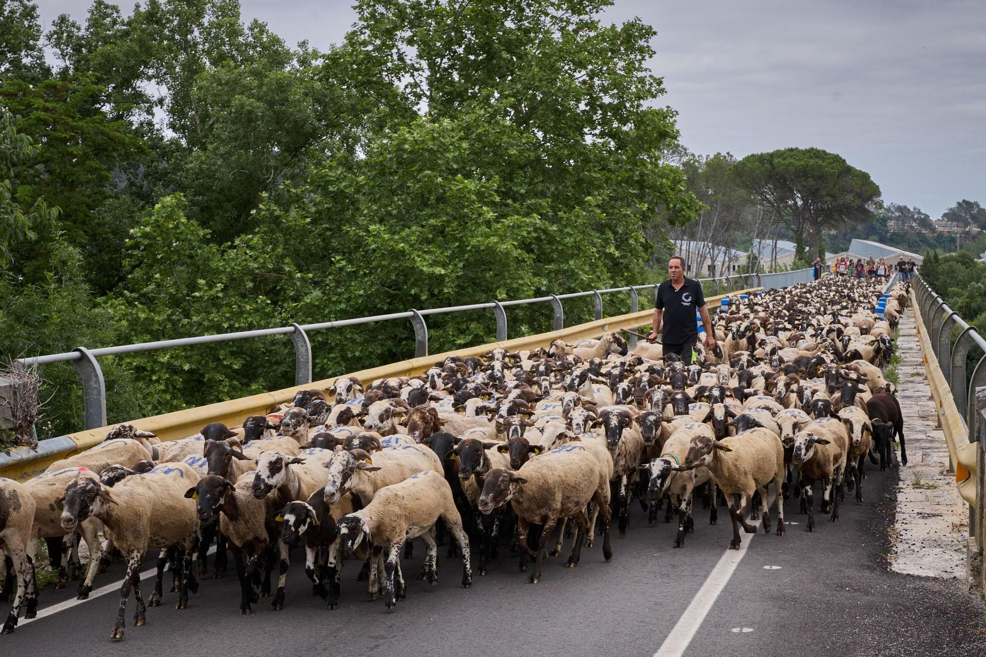 Les fotos de la transhumància del ramat d'ovelles d'Arnau Rubio a Crespià