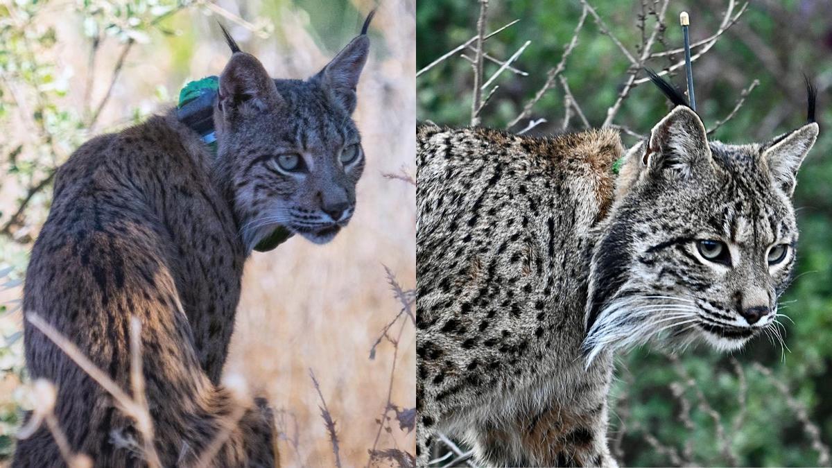 A la izquierda, Uraclio, al llegar a la Alcarria Alcalaína en julio de 2025. A la derecha, en las imágenes captadas por el equipo del Área de Hábitats y Especies Protegidas de la Comunidad de Madrid en marzo de 2026.