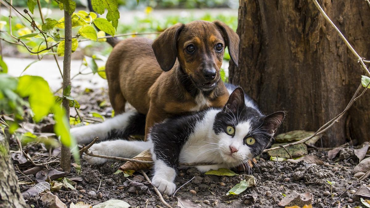 Gossos i gats busquen família adoptiva a Tinder