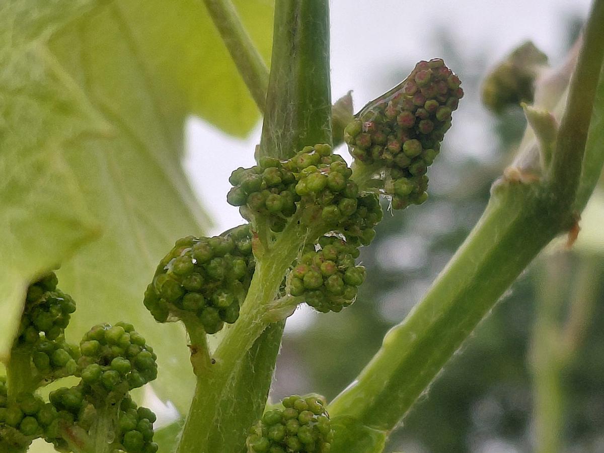 La plantas están por ahora limpias.
