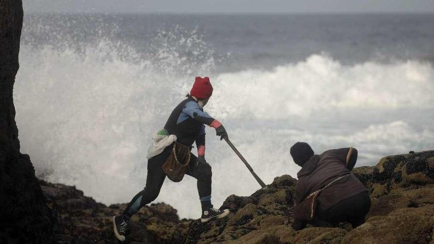 Dos mariscadoras extraen percebe durante una jornada de faena en la costa de Corme.