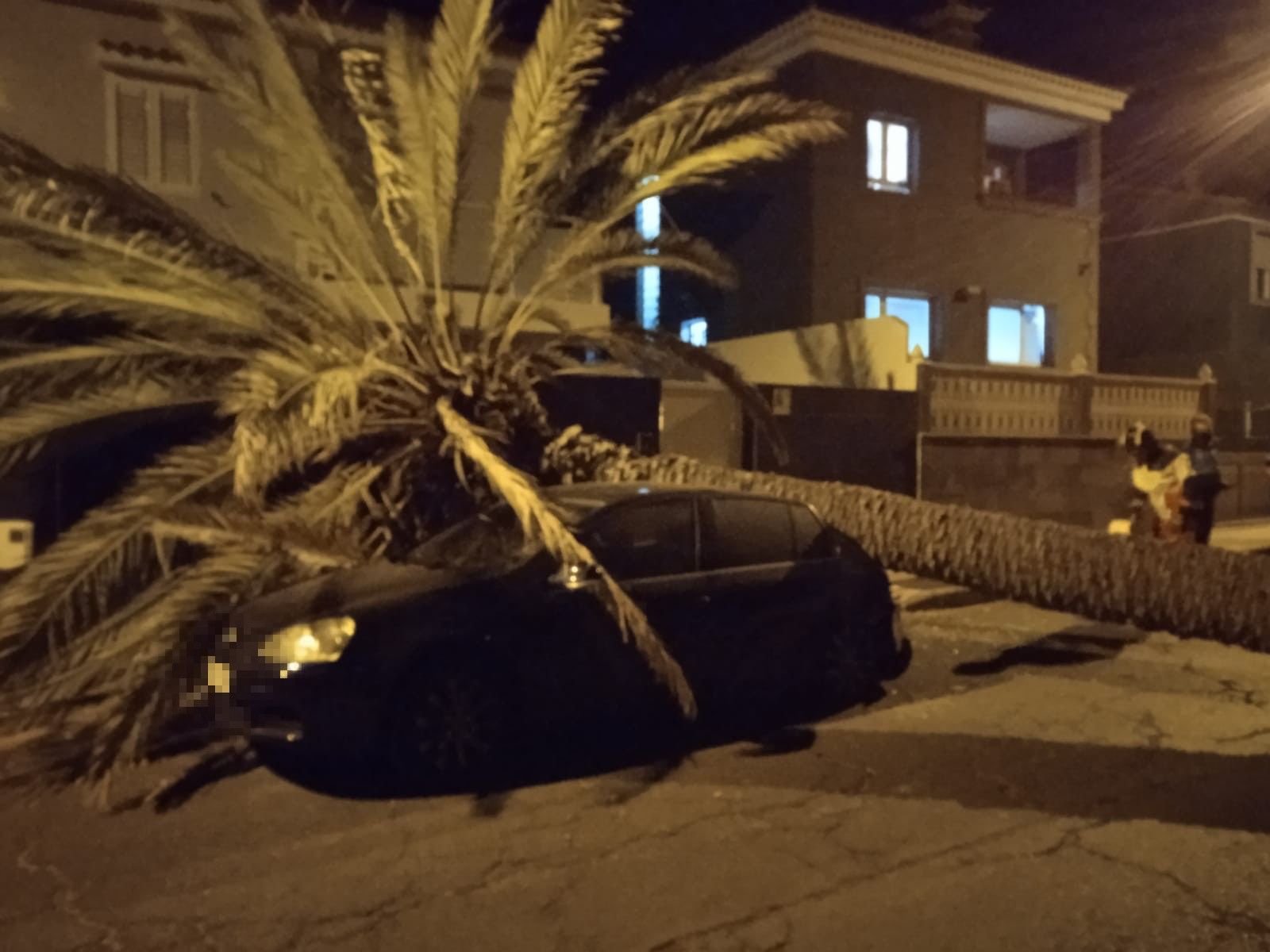 Una palmera se desploma sobre un coche en Marzagán