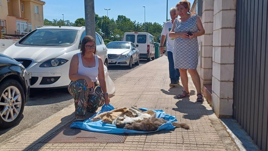 Envenenan a una colonia completa de gatos castrados en Cáceres el Viejo