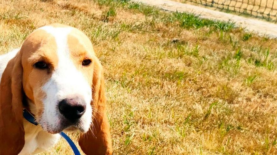 &quot;Berlín&quot;, &quot;Dumbo&quot; y &quot;Lucero&quot; buscan familia: el Ayuntamiento tiene 80 animales tutelados