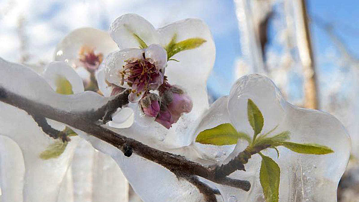 Las explotaciones de melocotoneros de Cieza corren el peligro de perder las cosechas, se han registrado picos de temperaturas de hasta 6,7 grados bajo cero.