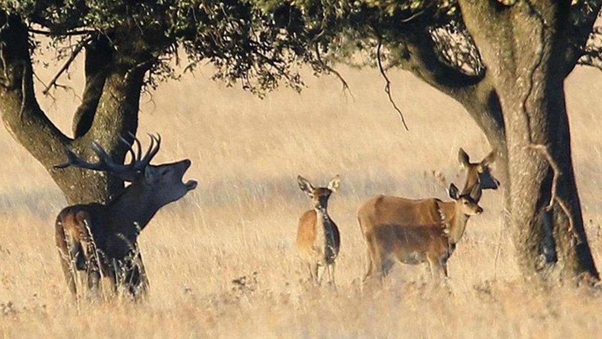 Un grupo de ciervos en el parque nacional de Cabañeros.