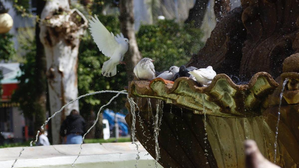 Un grupo de palomas se refresca en la fuente de los jardines de Colón.