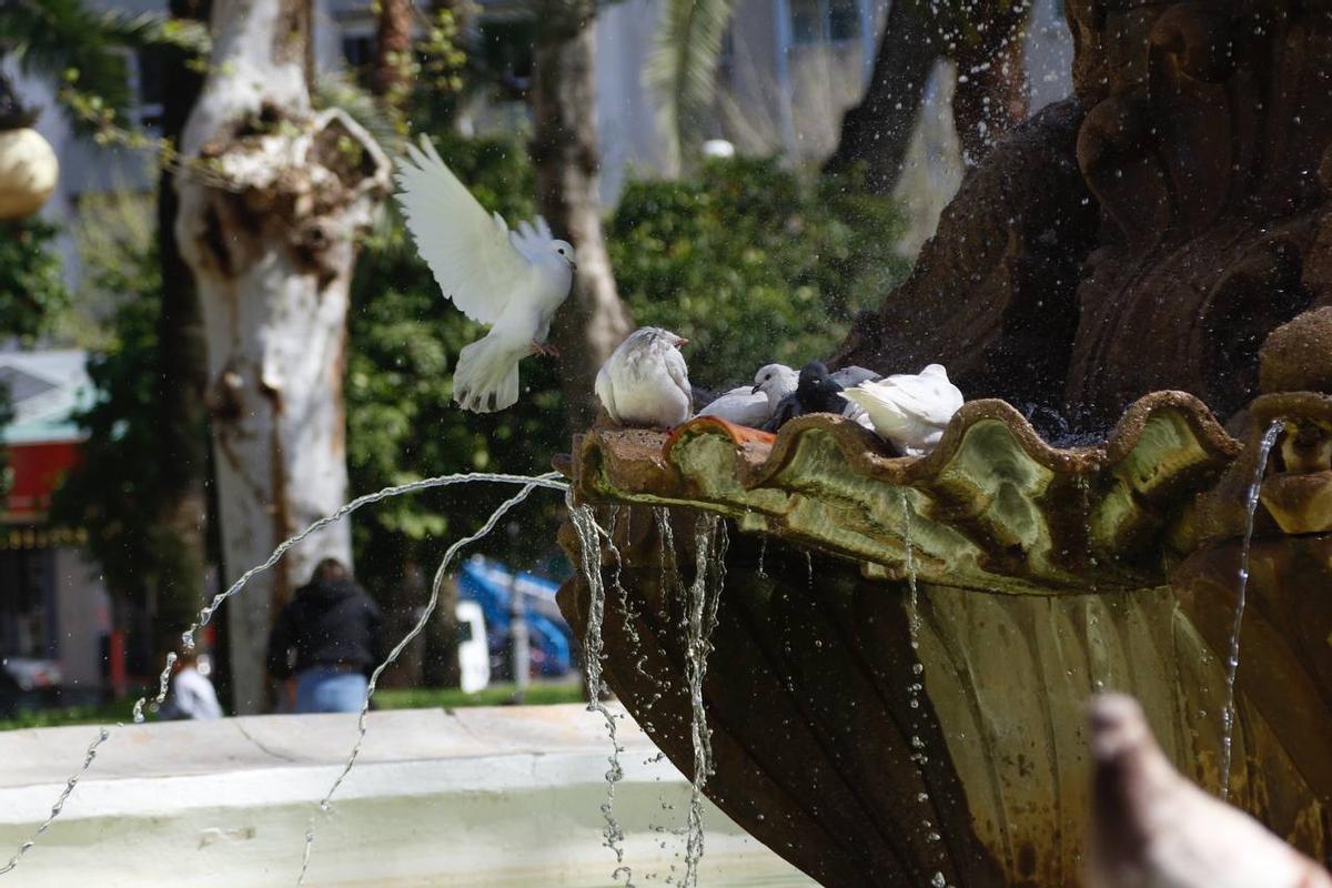Un grupo de palomas se refresca en la fuente de los jardines de Colón.