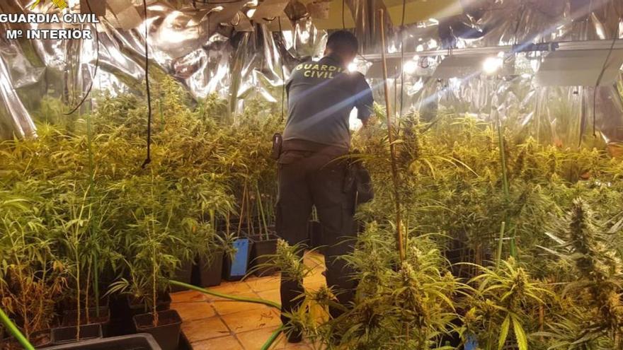 Desmantelan en Xàbia un cultivo &quot;indoor&quot; de 550 plantas de marihuana