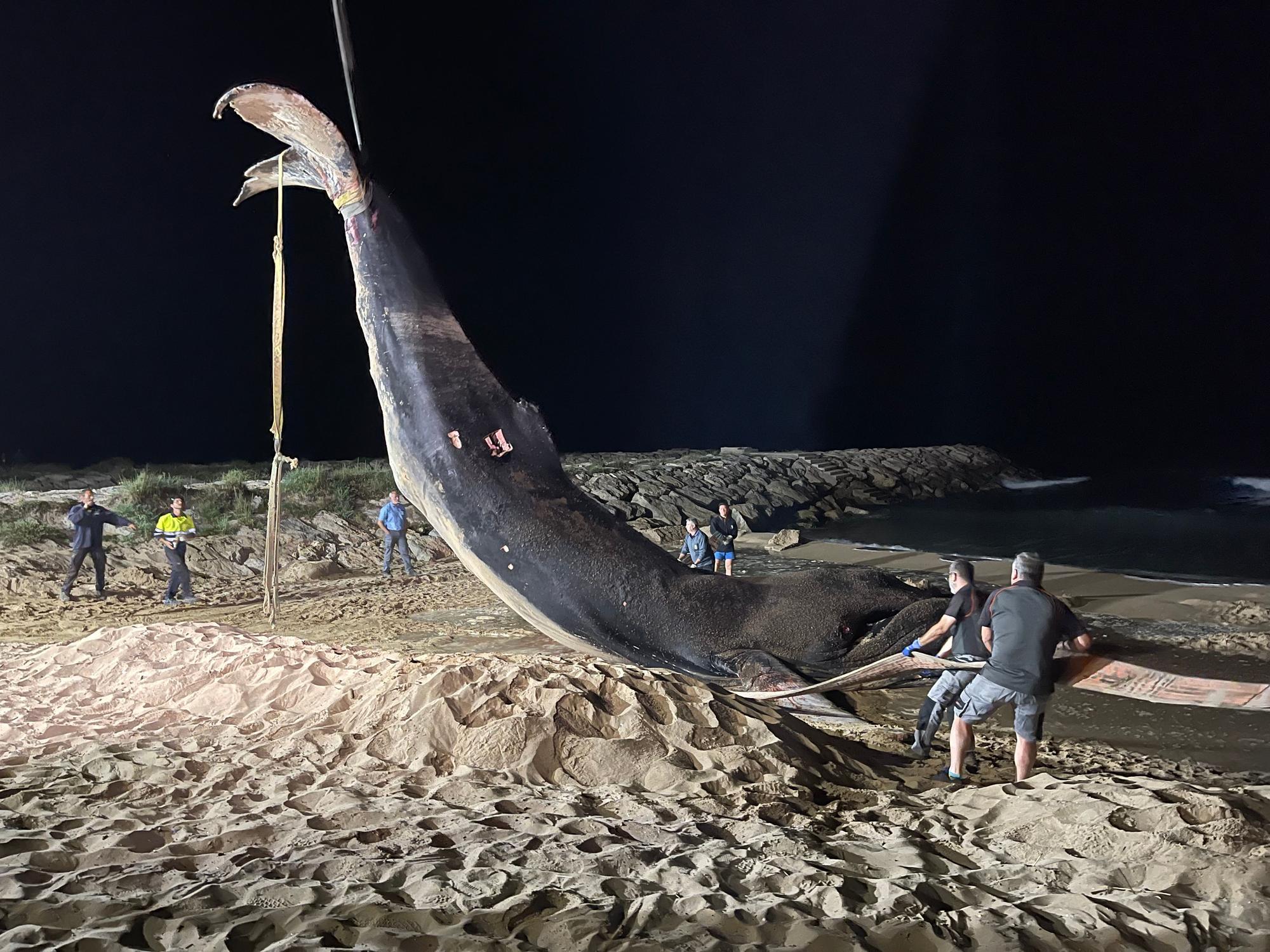 Operación final para el traslado de la ballena muerta en Tavernes