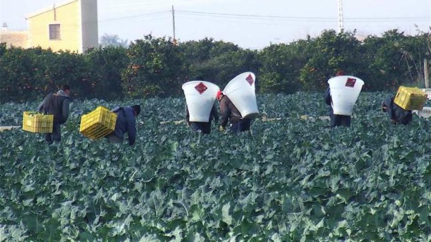 Más de 4.500 agricultores de la Vega se igualan en prestaciones al resto de trabajadores