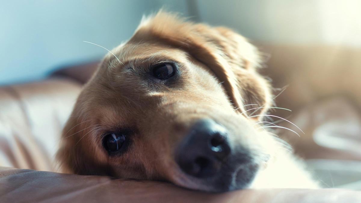 Un perro triste.