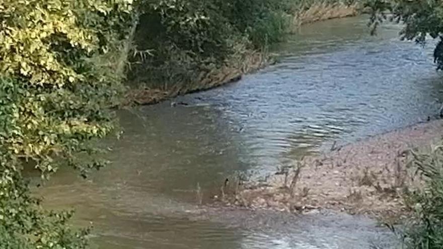 Una família de senglars creua el riu Cardener al seu pas per Manresa