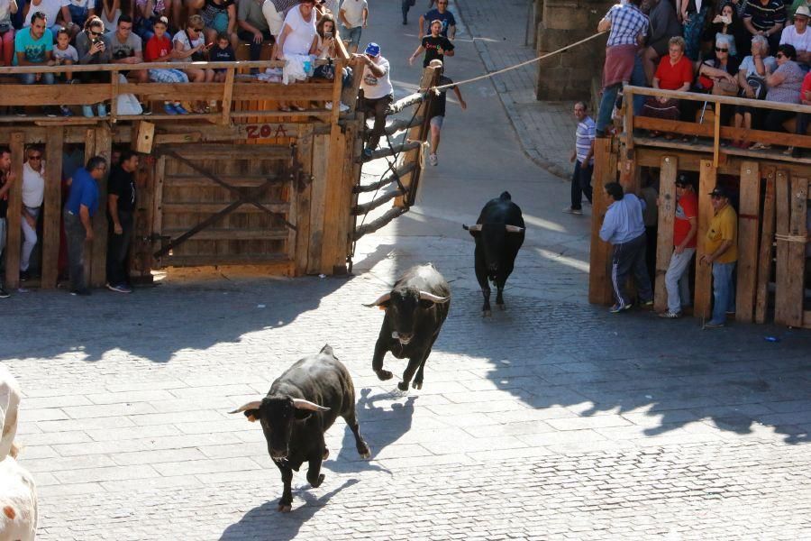 Fiestas en Zamora: Último encierro en Fermoselle