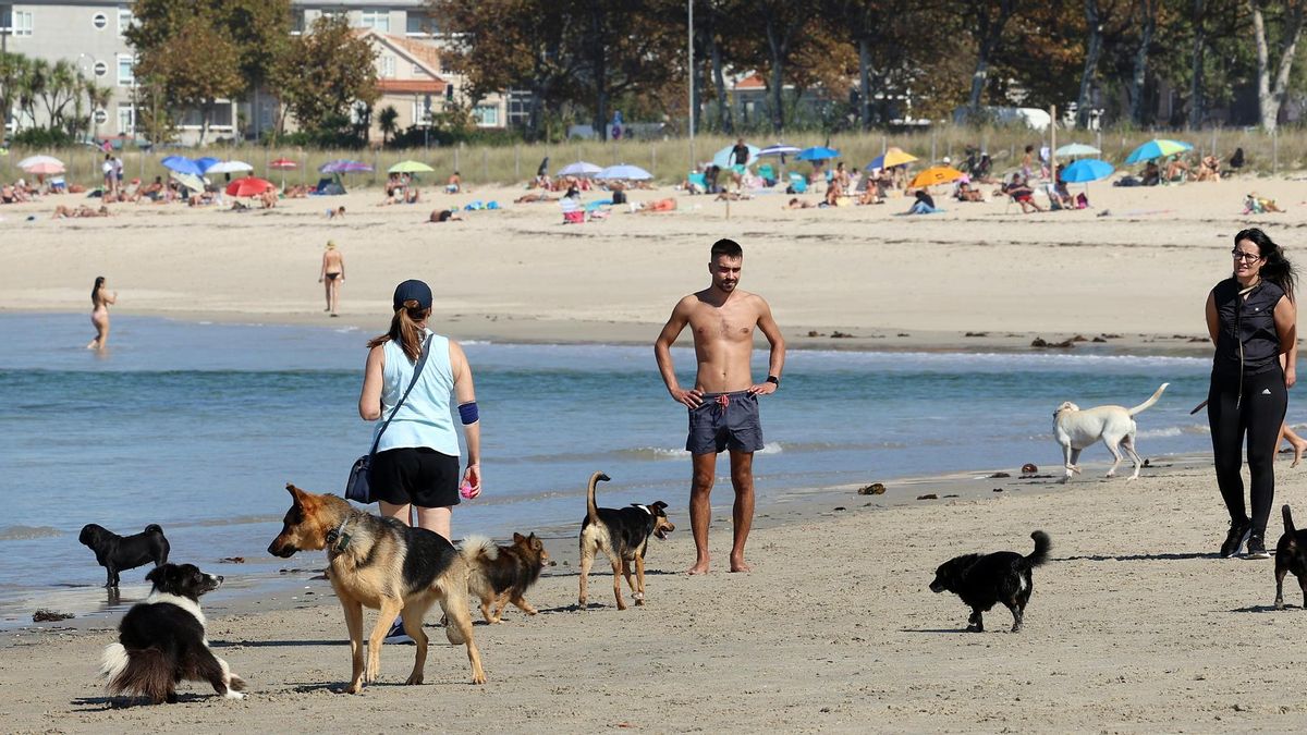 Perros y tutores en la playa canina de A Calzoa, en Vigo.