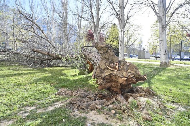 En imágenes I Las consecuencias de las fuertes rachas de viento en la ciudad de Zaragoza