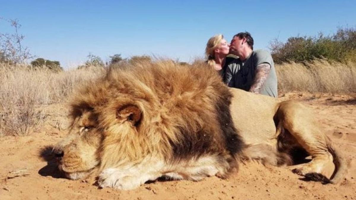 La polémica imagen del beso sobre el león cazado