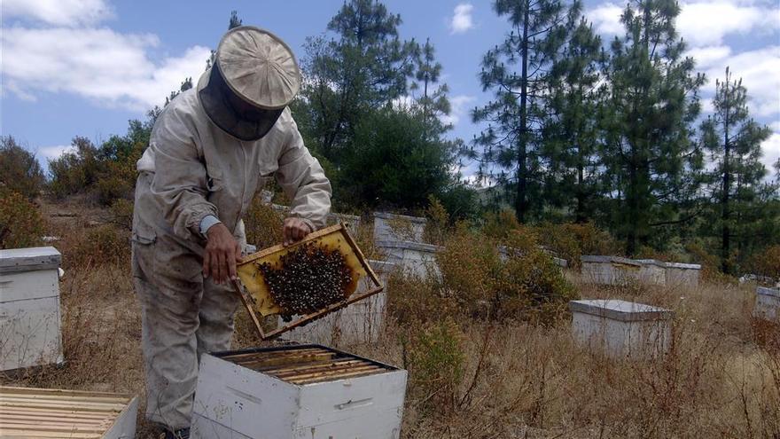 “Preocupación” entre los apicultores extremeños con colmenas en Portugal