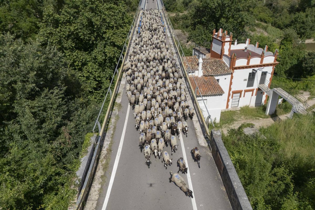 Les imatges de la Transhumancia a Crespia