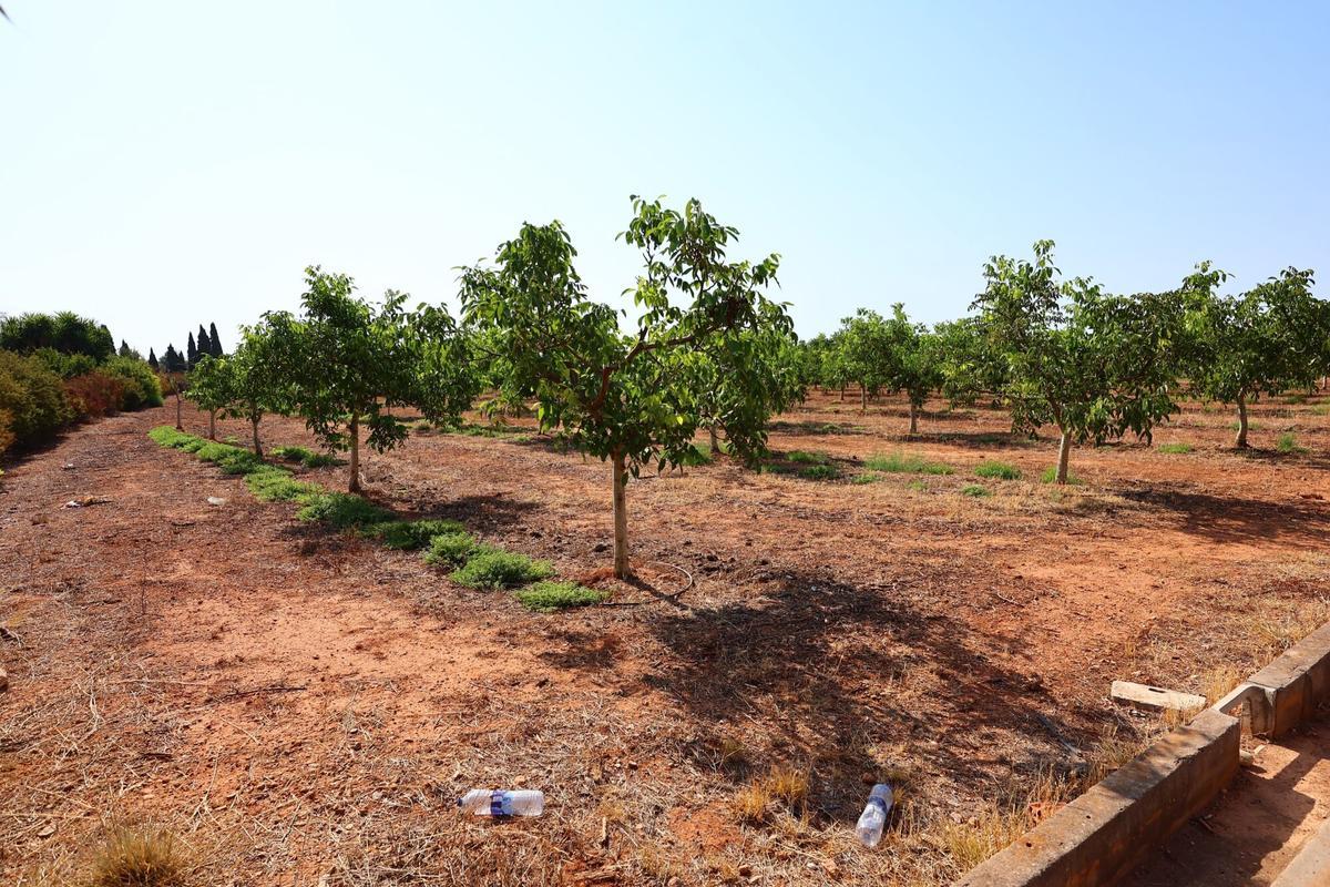 13/08/26. VILA-REAL. Hay que hacer fotos genéricas del centro de capacitación agraria que hay subiendo hacia Onda nada más bajas el puente de la autopista a la izquierda. Lo suyo serían fotos en las que se vea el conjunto de las instalaciones