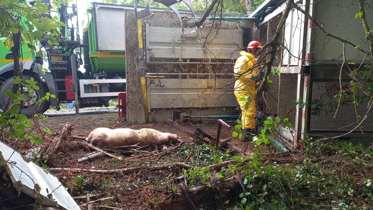 El vuelco de un camión se saldó con 110 cerdos muertos