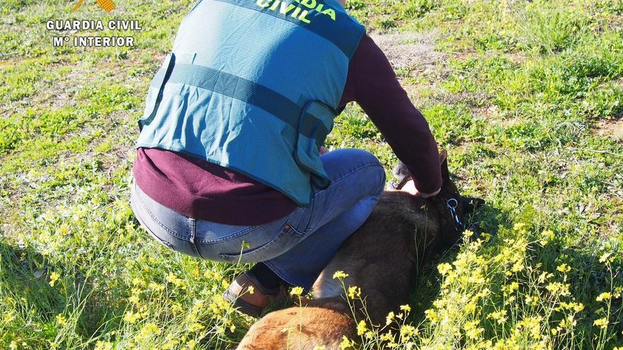 Detienen en Cáceres a un hombre que se hacía pasar por veterinario