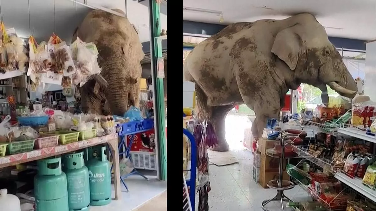 Un elefante, hambriento, se cuela en una tienda de comida en Tailandia