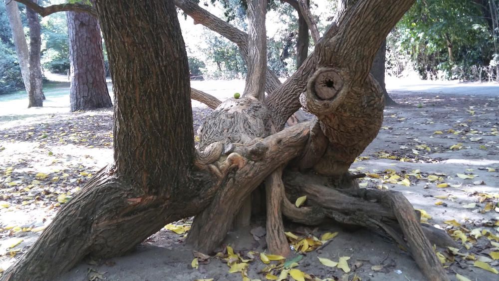 Entortolligat. Un arbre ben original, caprici de la naturalesa.