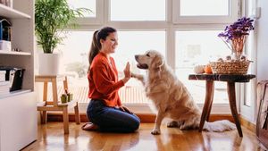 Asistencia de Animales Domésticos