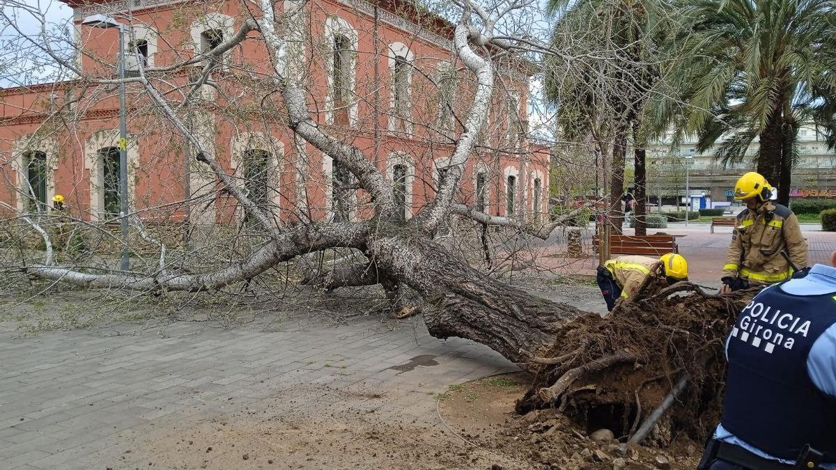 L'arbre caigut, al parc Central de Girona.