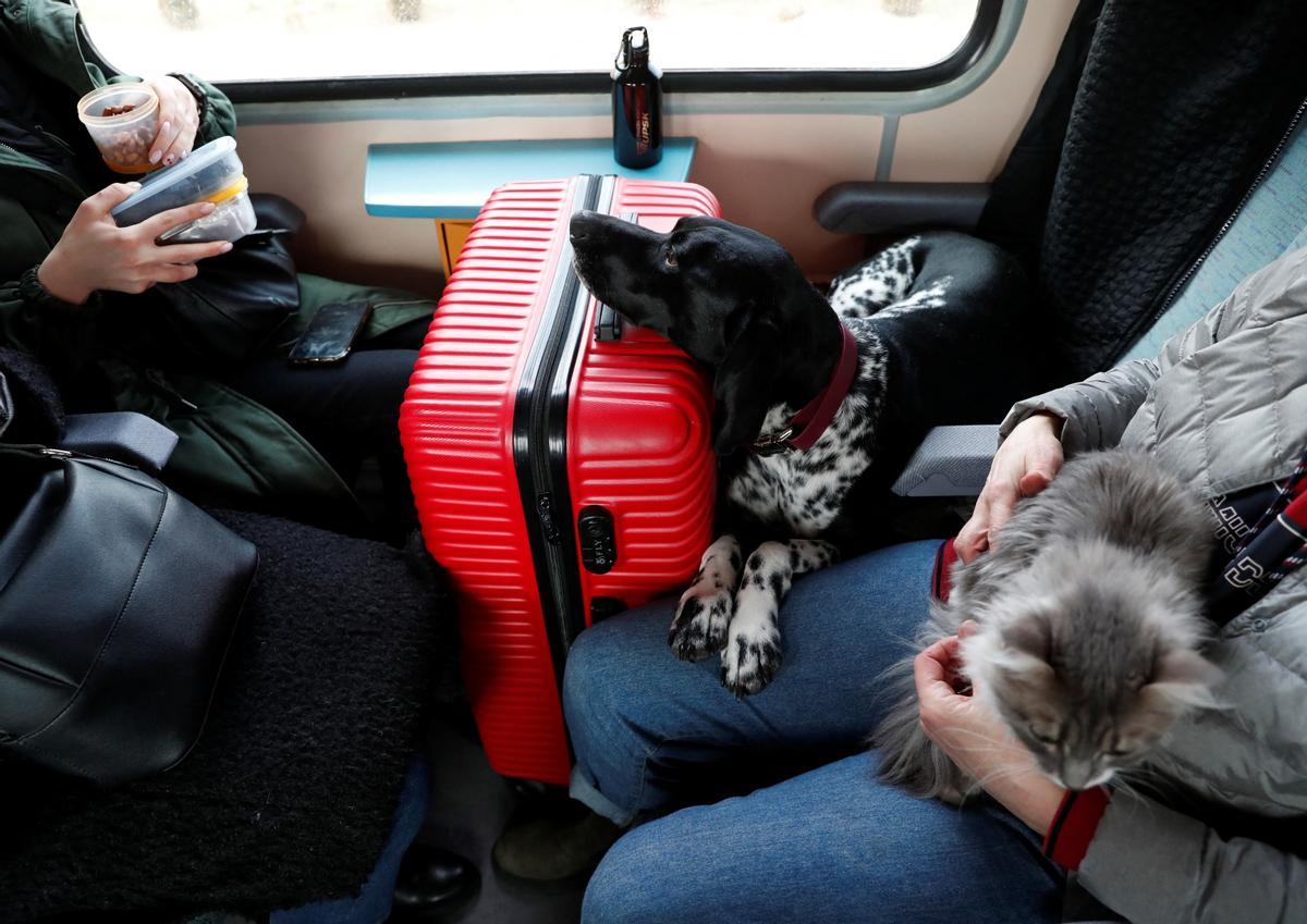 Ciudadanos ucranianos que huyen de la guerra viajan con sus mascotas en un tren entre Zahony y Budapest (Hungría).