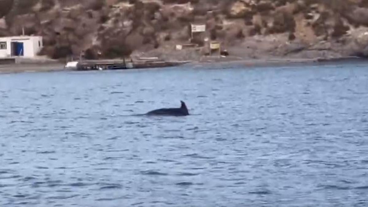 Delfines en La Manga