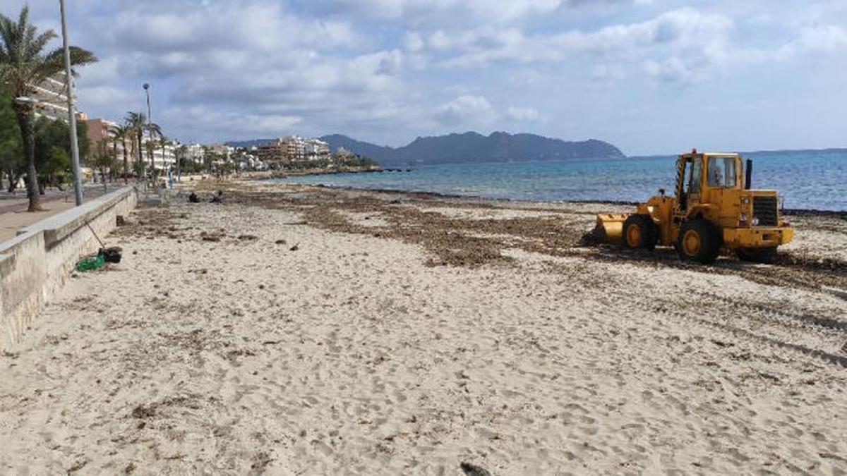 Musste in der Vergangenheit immer wieder aufgeschüttet werden: der Strand von Cala Millor.